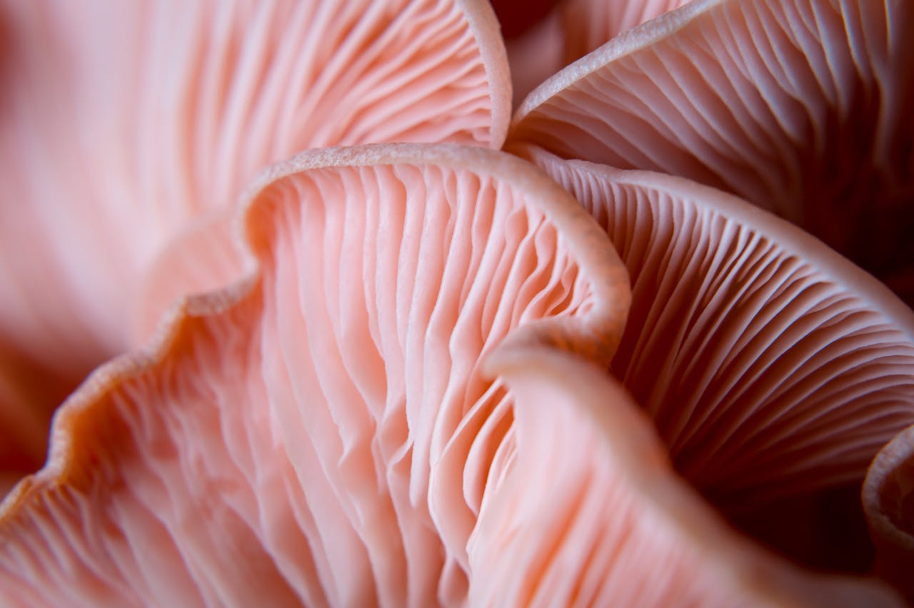 pink-oyster.png